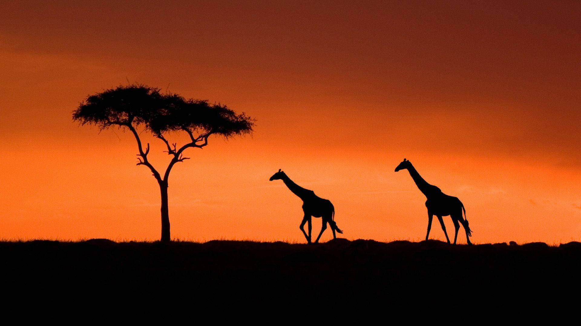 Kenya - Image 3